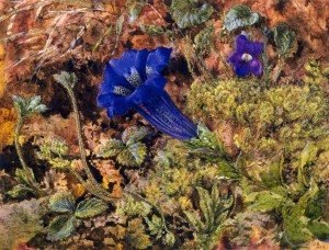 Gentian 1862